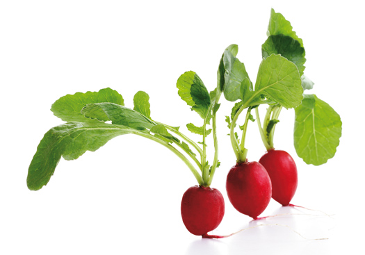 frische seo ideen